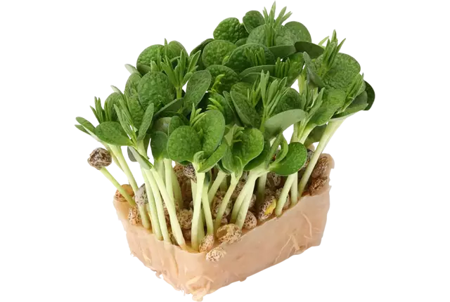 Lupine cress single kist 18 stuks